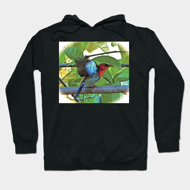 EASTERN CRIMSON SUNBIRD ART Hoodie by dumbodancer